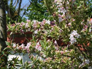 Bears, Boys and Bridleway Blooms! Article Photo - 